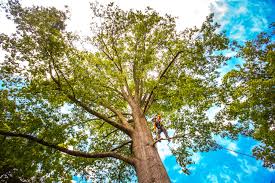 Trusted Woodward, OK Tree Removal Experts